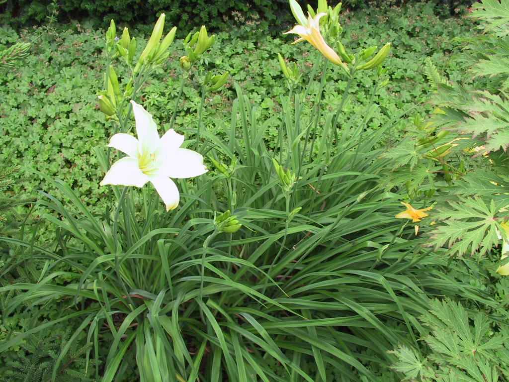 Hemerocallis Citrina flaechig 2.jpg